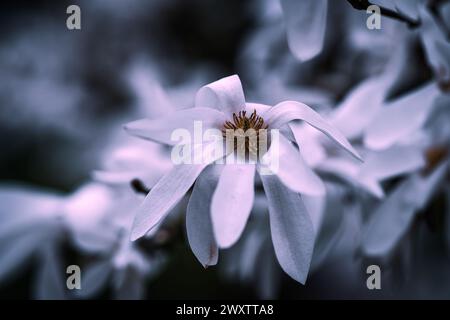 magnolia splendidamente colorata in piena fioritura in primavera a Praga, Repubblica Ceca, Europa. Vibrazioni primaverili piene di splendidi fiori, colori e profumi. Foto Stock