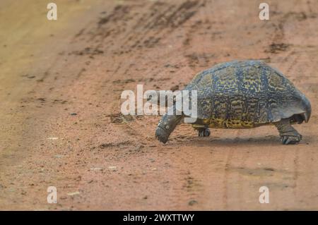 Carino piccola tartaruga Leopard strisciando sulla strada sterrata in una riserva di caccia in Africa Foto Stock