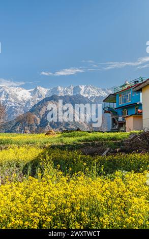 Campi pieni di fiori presso il villaggio di Naddi View Point, famoso per le vedute dell'imponente catena himalayana Dhauladhar Foto Stock