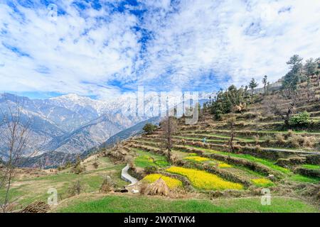 Vista panoramica da Naddi View Point su campi terrazzati pieni di fiori fino alle imponenti e pittoresche montagne innevate della catena himalayana Dhauladhar Foto Stock