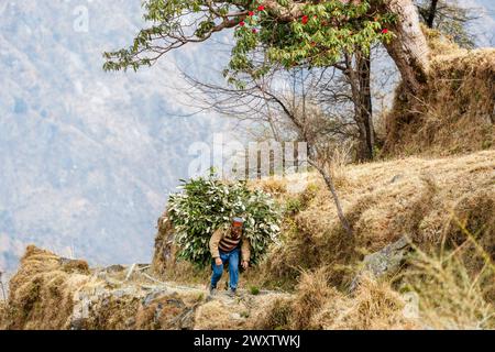 Un abitante locale trasporta un grande e pesante carico di rami tagliati e foglie nel villaggio di Naddi, famoso per la vista panoramica di Naddi sulla catena montuosa di Dhauladhar Foto Stock