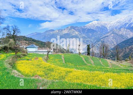 Vista panoramica da Naddi View Point su campi terrazzati pieni di fiori fino alle imponenti e pittoresche montagne innevate della catena himalayana Dhauladhar Foto Stock