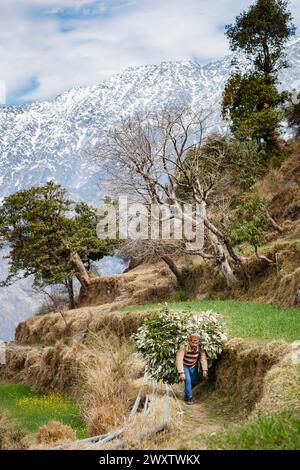 Un abitante locale trasporta un grande e pesante carico di rami tagliati e foglie nel villaggio di Naddi, famoso per la vista panoramica di Naddi sulla catena montuosa di Dhauladhar Foto Stock