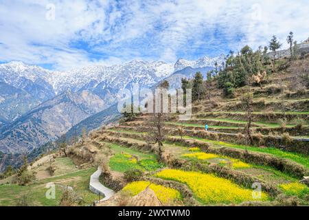 Vista panoramica da Naddi View Point su campi terrazzati pieni di fiori fino alle imponenti e pittoresche montagne innevate della catena himalayana Dhauladhar Foto Stock