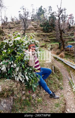 Un abitante locale riposa trasportando un grande e pesante carico di rami tagliati e foglie, il villaggio di Naddi, famoso per la vista sul Naddi View Point Dhauladhar Range Foto Stock