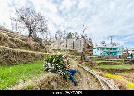 Un abitante locale riposa trasportando un grande e pesante carico di rami tagliati e foglie, il villaggio di Naddi, famoso per la vista sul Naddi View Point Dhauladhar Range Foto Stock