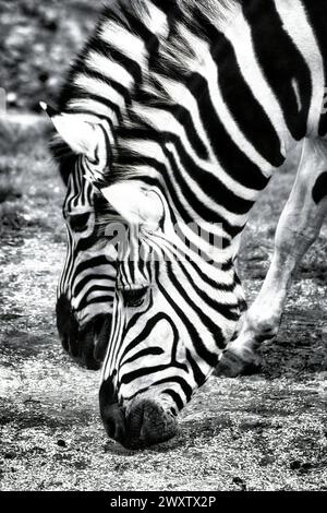 Uno scatto monocromatico di due zebre che pascolano in un prato Foto Stock