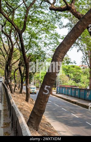 Bangladesh, 02/04/2024, gli alberi sulla splendida strada che collega Tigerpass alla città di Kadmatoli sono stati segnalati per l'abbattimento. L'autorità di sviluppo di Chittagong ha dichiarato che questi alberi saranno tagliati prima della costruzione dell'infrastruttura principale della rampa dopo la prova del suolo. All'inizio del 2021, è stata presa un'iniziativa per costruire un ospedale a CRB, un luogo circondato da bellezze naturali e vegetazione. Ma la società civile ha protestato contro di essa. Di fronte alle proteste della società civile, l'ospedale non è stato aperto. (Foto di M.. Zakir Hossain/Pacific Press) Foto Stock