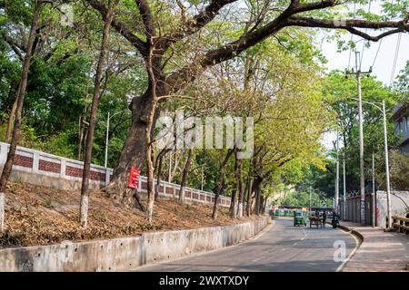 Bangladesh, 02/04/2024, gli alberi sulla splendida strada che collega Tigerpass alla città di Kadmatoli sono stati segnalati per l'abbattimento. L'autorità di sviluppo di Chittagong ha dichiarato che questi alberi saranno tagliati prima della costruzione dell'infrastruttura principale della rampa dopo la prova del suolo. All'inizio del 2021, è stata presa un'iniziativa per costruire un ospedale a CRB, un luogo circondato da bellezze naturali e vegetazione. Ma la società civile ha protestato contro di essa. Di fronte alle proteste della società civile, l'ospedale non è stato aperto. (Foto di M.. Zakir Hossain/Pacific Press) Foto Stock