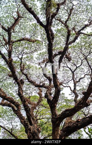 Bangladesh, 02/04/2024, gli alberi sulla splendida strada che collega Tigerpass alla città di Kadmatoli sono stati segnalati per l'abbattimento. L'autorità di sviluppo di Chittagong ha dichiarato che questi alberi saranno tagliati prima della costruzione dell'infrastruttura principale della rampa dopo la prova del suolo. All'inizio del 2021, è stata presa un'iniziativa per costruire un ospedale a CRB, un luogo circondato da bellezze naturali e vegetazione. Ma la società civile ha protestato contro di essa. Di fronte alle proteste della società civile, l'ospedale non è stato aperto. (Foto di M.. Zakir Hossain/Pacific Press) Foto Stock