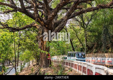 Bangladesh, 02/04/2024, gli alberi sulla splendida strada che collega Tigerpass alla città di Kadmatoli sono stati segnalati per l'abbattimento. L'autorità di sviluppo di Chittagong ha dichiarato che questi alberi saranno tagliati prima della costruzione dell'infrastruttura principale della rampa dopo la prova del suolo. All'inizio del 2021, è stata presa un'iniziativa per costruire un ospedale a CRB, un luogo circondato da bellezze naturali e vegetazione. Ma la società civile ha protestato contro di essa. Di fronte alle proteste della società civile, l'ospedale non è stato aperto. (Foto di M.. Zakir Hossain/Pacific Press) Foto Stock