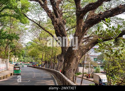 Bangladesh, 02/04/2024, gli alberi sulla splendida strada che collega Tigerpass alla città di Kadmatoli sono stati segnalati per l'abbattimento. L'autorità di sviluppo di Chittagong ha dichiarato che questi alberi saranno tagliati prima della costruzione dell'infrastruttura principale della rampa dopo la prova del suolo. All'inizio del 2021, è stata presa un'iniziativa per costruire un ospedale a CRB, un luogo circondato da bellezze naturali e vegetazione. Ma la società civile ha protestato contro di essa. Di fronte alle proteste della società civile, l'ospedale non è stato aperto. (Foto di M.. Zakir Hossain/Pacific Press) Foto Stock