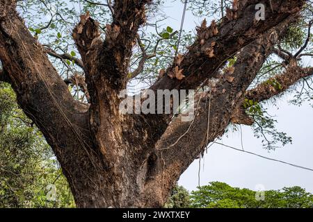 Bangladesh, 02/04/2024, gli alberi sulla splendida strada che collega Tigerpass alla città di Kadmatoli sono stati segnalati per l'abbattimento. L'autorità di sviluppo di Chittagong ha dichiarato che questi alberi saranno tagliati prima della costruzione dell'infrastruttura principale della rampa dopo la prova del suolo. All'inizio del 2021, è stata presa un'iniziativa per costruire un ospedale a CRB, un luogo circondato da bellezze naturali e vegetazione. Ma la società civile ha protestato contro di essa. Di fronte alle proteste della società civile, l'ospedale non è stato aperto. (Foto di M.. Zakir Hossain/Pacific Press) Foto Stock