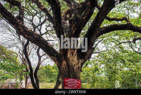 Bangladesh, 02/04/2024, gli alberi sulla splendida strada che collega Tigerpass alla città di Kadmatoli sono stati segnalati per l'abbattimento. L'autorità di sviluppo di Chittagong ha dichiarato che questi alberi saranno tagliati prima della costruzione dell'infrastruttura principale della rampa dopo la prova del suolo. All'inizio del 2021, è stata presa un'iniziativa per costruire un ospedale a CRB, un luogo circondato da bellezze naturali e vegetazione. Ma la società civile ha protestato contro di essa. Di fronte alle proteste della società civile, l'ospedale non è stato aperto. (Foto di M.. Zakir Hossain/Pacific Press) Foto Stock