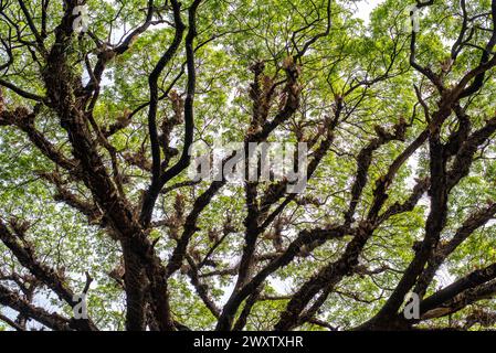 Bangladesh, 02/04/2024, gli alberi sulla splendida strada che collega Tigerpass alla città di Kadmatoli sono stati segnalati per l'abbattimento. L'autorità di sviluppo di Chittagong ha dichiarato che questi alberi saranno tagliati prima della costruzione dell'infrastruttura principale della rampa dopo la prova del suolo. All'inizio del 2021, è stata presa un'iniziativa per costruire un ospedale a CRB, un luogo circondato da bellezze naturali e vegetazione. Ma la società civile ha protestato contro di essa. Di fronte alle proteste della società civile, l'ospedale non è stato aperto. (Foto di M.. Zakir Hossain/Pacific Press) Foto Stock