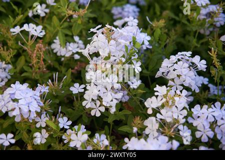 White Plumbago auriculata Flowers in mezzo a un lussureggiante fogliame, simbolo di armonia nel design del giardino Foto Stock