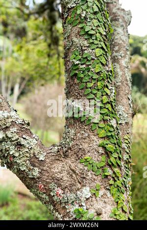 Fico arrampicante che cresce sul tronco dell'albero Foto Stock