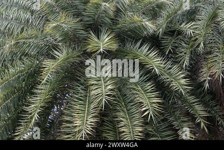 Foglie di palma da dattero argentata o di palma da dattero da zucchero (Phoenix sylvestris). Foglia di palma verde in giardino, spazio per testo, messa a fuoco selettiva. Foto Stock