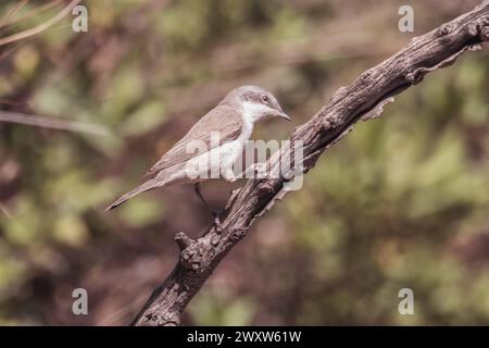Uccello Whitethroat appollaiato su un ramo di cardo. Sfondo verde semplice. Foto Stock