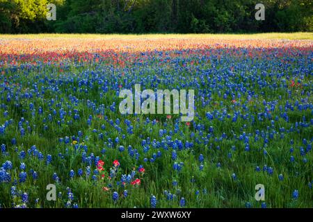 Un vivace campo di fiori selvatici, con gli iconici Bluebonnet del Texas e un mix di fiori rossi di pittura indiana inframmezzati Foto Stock