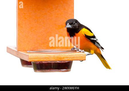 Un baltimora oriole si trova in cima ad un alimentatore di colore arancione. Le sue opzioni per la cena sono marmellate d'uva dolce. Isolato su sfondo bianco Foto Stock