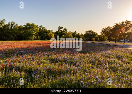 Un vivace campo di fiori selvatici, con gli iconici Bluebonnet del Texas e un mix di fiori rossi di pittura indiana inframmezzati Foto Stock