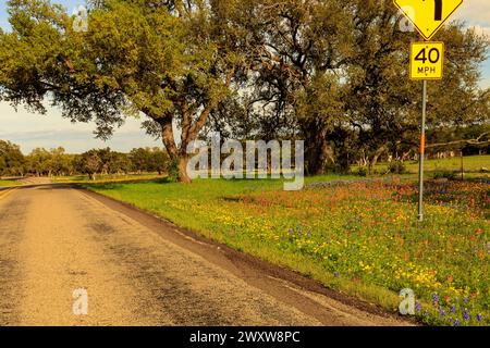 Texas Highway in primavera, splendidi fiori selvatici lungo una strada di campagna Foto Stock