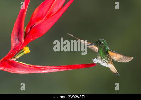 Coronetto dalla coda di bue (Boissonneaua flavescens) che si nutre di un fiore mentre vola, riserva di Bellavista, regione di Tandayapa, Ecuador, Sud America Foto Stock