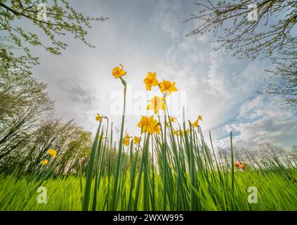 mazzo di narcisi in un campo idilliaco, bellissimi narcisi di primavera isolati al sole su sfondo sfocato e vibrante, concetto di natura fresca Foto Stock