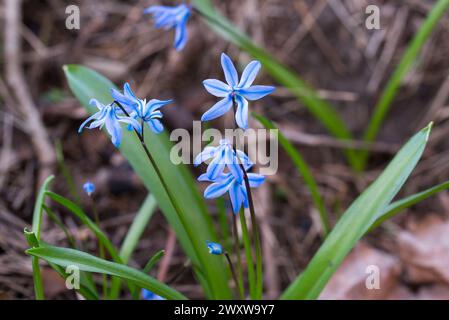 Primo piano dei fiori primaverili di scilla blu con focus selettivo Foto Stock