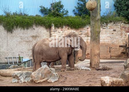 Elefante asiatico (Elephas maximus) nello zoo di Chester, Chester, Cheshire, Inghilterra, Regno Unito Foto Stock