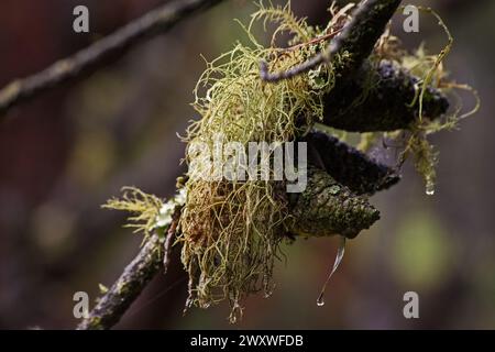 Barba di Old mans Usnea lichen 14055 Foto Stock