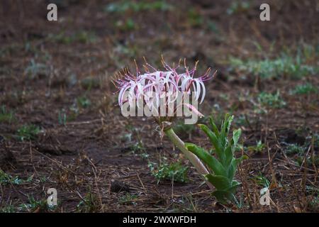 Sabbia Lily Crinum buphanoides 15120 Foto Stock