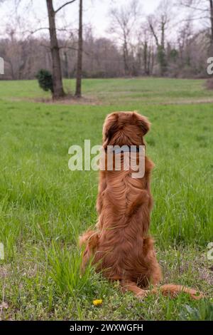 Primo piano di un bellissimo cane dalla pelliccia arancione da dietro su un campo con erba verde. Predominanza del colore verde. Foresta sullo sfondo. Prato selvaggio gras Foto Stock