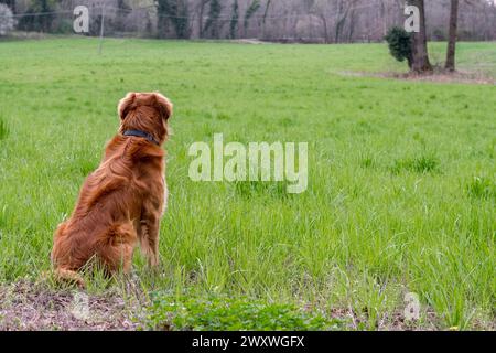 Primo piano di un bellissimo cane dalla pelliccia arancione da dietro su un campo con erba verde. Predominanza del colore verde. Foresta sullo sfondo. Prato selvaggio gras Foto Stock