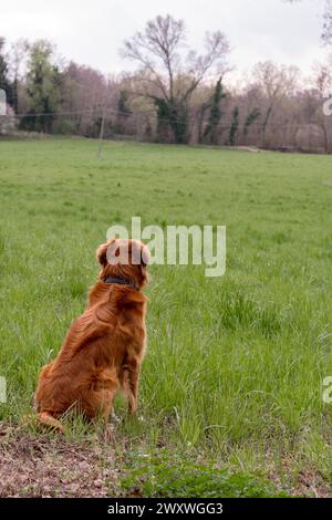 Primo piano di un bellissimo cane dalla pelliccia arancione da dietro su un campo con erba verde. Predominanza del colore verde. Foresta sullo sfondo. Prato selvaggio gras Foto Stock