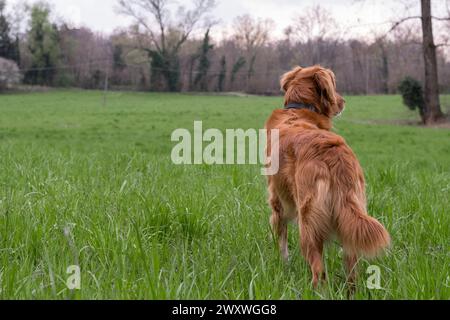 Primo piano di un bellissimo cane dalla pelliccia arancione da dietro su un campo con erba verde. Predominanza del colore verde. Foresta sullo sfondo. Prato selvaggio gras Foto Stock