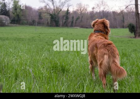 Primo piano di un bellissimo cane dalla pelliccia arancione da dietro su un campo con erba verde. Predominanza del colore verde. Foresta sullo sfondo. Prato selvaggio gras Foto Stock