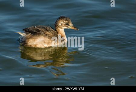 Tuffetto (Tachybaptus ruficollis), noto anche come dabchick Foto Stock