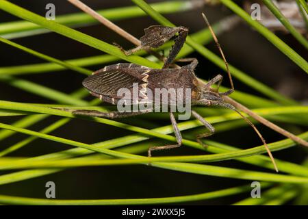 Insetto a base di foglie orientali (Leptoglossus phyllopus) sugli aghi di pino, macro dorsale per il controllo dei parassiti della natura primaverile. Nativi degli Stati Uniti meridionali e del Messico. Foto Stock