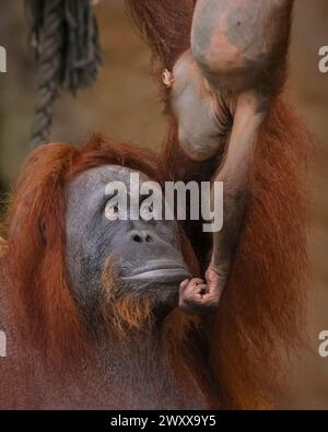 Münster, NRW, Germania. 2 aprile 2024. Un'altra donna del gruppo prende pazientemente il posto di babysitting di Hutan per un po'. Bornean Orangutan (Pongo pygmaeus) bambino Hutan (maschio) tiene sua madre Mandi occupata con le sue buffonate giocose. Gli oranghi borneani sono una specie a rischio critico e l'arrivo di Hutan lo scorso anno ha entusiasmato lo staff allo zoo di Münster e a Blackpool, perché il padre di Hutan Ramon si è Unito al gruppo Münster dallo zoo di Blackpool solo nel 2022. Crediti: Imageplotter/Alamy Live News Foto Stock