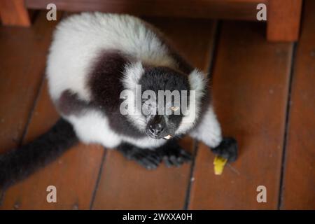 Lembo bianco e nero ruvido nel suo habitat naturale, il Madagascar. primo piano simpatico e luminoso primate. Varecia variegata, endemica. Dormire in camera Foto Stock