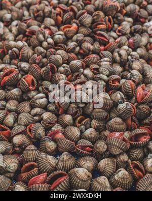 Un mucchio di conchiglie in varie forme, dimensioni e colori. I gusci provengono probabilmente da diverse specie di molluschi e crostacei che vivono nella oc Foto Stock