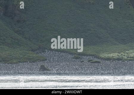 Australia, Tasmania, Isola di Macquarie. (UNESCO) Vista costiera della colonia di pinguini Re (Aptenodytes patagonica) Foto Stock