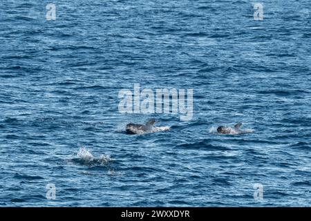 Australia, Tasmania, vicino all'isola di Macquire. Branco di balene pilota a pinna lunga (Globicephala melas) 54° 34 16 S 158° 57 57 E. Foto Stock