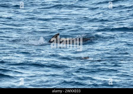 Australia, Tasmania, vicino all'isola di Macquire. Branco di balene pilota a pinna lunga (Globicephala melas) 54° 34 16 S 158° 57 57 E. Foto Stock