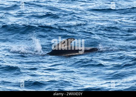 Australia, Tasmania, vicino all'isola di Macquire. Branco di balene pilota a pinna lunga (Globicephala melas) 54° 34 16 S 158° 57 57 E. Foto Stock