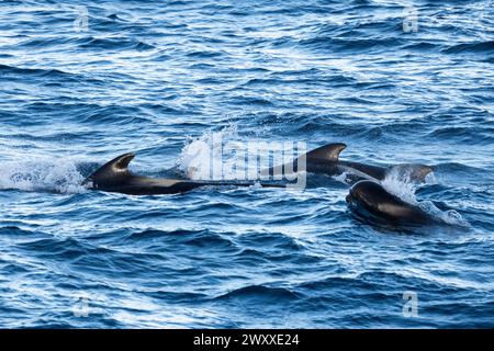 Australia, Tasmania, vicino all'isola di Macquire. Branco di balene pilota a pinna lunga (Globicephala melas) 54° 34 16 S 158° 57 57 E. Foto Stock