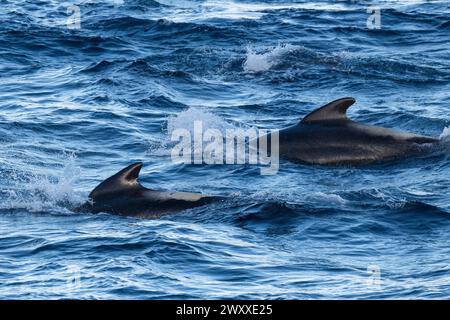 Australia, Tasmania, vicino all'isola di Macquire. Branco di balene pilota a pinna lunga (Globicephala melas) 54° 34 16 S 158° 57 57 E. Foto Stock