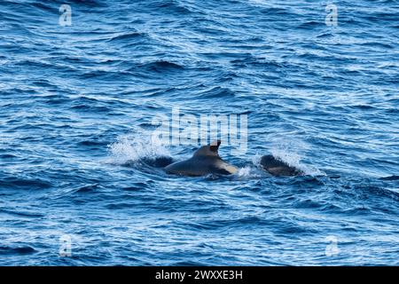 Australia, Tasmania, vicino all'isola di Macquire. Branco di balene pilota a pinna lunga (Globicephala melas) 54° 34 16 S 158° 57 57 E. Foto Stock